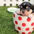 According to a new survey, 91% of puppy owners agree tailoring food to their puppy's needs is important but find it hard to understand what that means.
