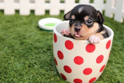 According to a new survey, 91% of puppy owners agree tailoring food to their puppy's needs is important but find it hard to understand what that means.