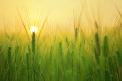 Multiple partnerships across Europe will help transition 20,900 hectares (almost twice the size of Paris) of wheat and maize crops to regenerative agriculture practices by 2028.