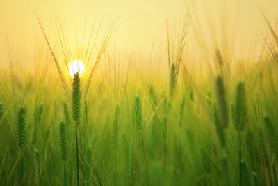 Multiple partnerships across Europe will help transition 20,900 hectares (almost twice the size of Paris) of wheat and maize crops to regenerative agriculture practices by 2028.