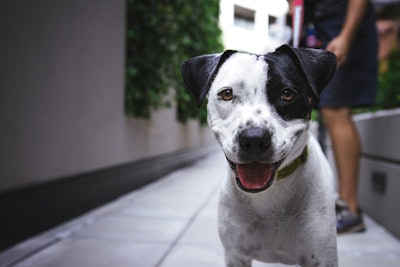 With RAPP, PFI is strategically targeting regions with limited awareness of U.S. pet food quality and challenging regulatory requirements.