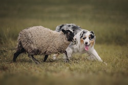 Australia’s pet population deserves safe, reliable pet food, according to lawmakers.