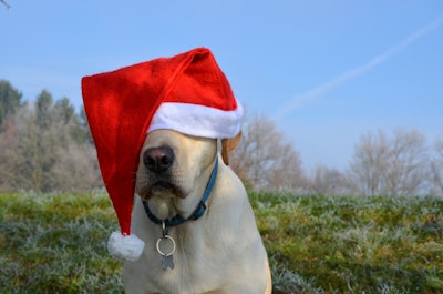 For every letter submitted to Chewy Claus, Chewy will donate one pound of food to one of their non-profit partners, up to 600,000 pounds.