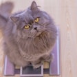 Overweight pets need better feeding management in order to live their longest, healthiest lives.