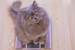 Overweight pets need better feeding management in order to live their longest, healthiest lives.