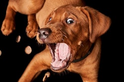 ADM's latest pet supplement report shows pet owners in all markets see value in purchasing pet products that include functional ingredients at a higher cost than pet products that don’t have a supplementary ingredient.