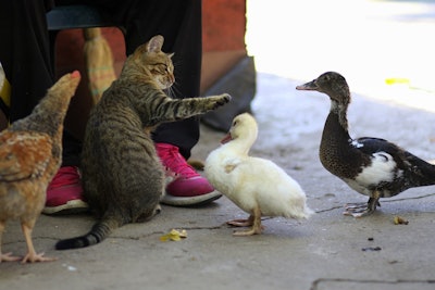 According to the FDA, there have been several recent investigations indicating transmission of HPAI to cats through food, most often unpasteurized milk or raw or undercooked meats.