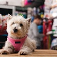 Pet food shopping continues to shift as inflation pressures, omnichannel options and pet owner preferences evolve.