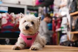 Pet food shopping continues to shift as inflation pressures, omnichannel options and pet owner preferences evolve.