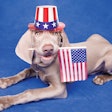 Everyone agrees that their pets are the best — but when it comes to politics, there are some differences in shopping channel preferences.