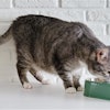 During this year's Petfood Forum, Ana Rita Monforte, Ph.D., AFB International, will share her research that shows how factors like aroma, texture and umami-rich flavors can enhance food acceptance in aging cats.