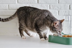 During this year's Petfood Forum, Ana Rita Monforte, Ph.D., AFB International, will share her research that shows how factors like aroma, texture and umami-rich flavors can enhance food acceptance in aging cats.