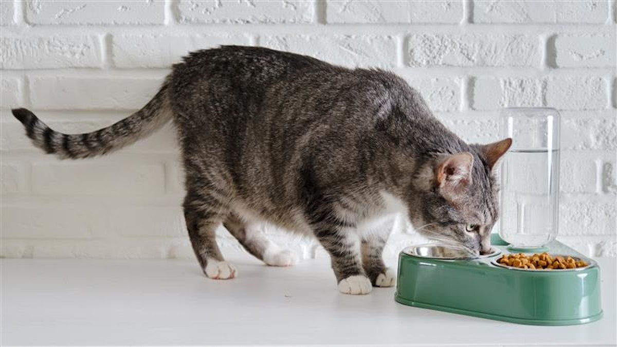 Understanding flavor preferences in aging cats