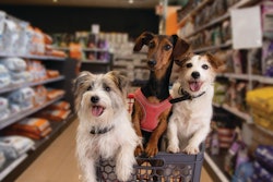 The continued expectation of convenience in purchasing has led to the strengthening of the omnimarket approach to pet food shopping.