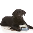 The elimination of VAT on pet food marks a significant milestone for the Ecuadorian market.