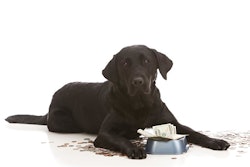 The elimination of VAT on pet food marks a significant milestone for the Ecuadorian market.