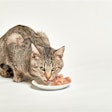 Wet food currently accounts for 13% of the total pet food volume in Mexico. It holds significant potential for companies willing to innovate and redefine its role as more than just an occasional treat.
