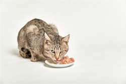 Wet food currently accounts for 13% of the total pet food volume in Mexico. It holds significant potential for companies willing to innovate and redefine its role as more than just an occasional treat.