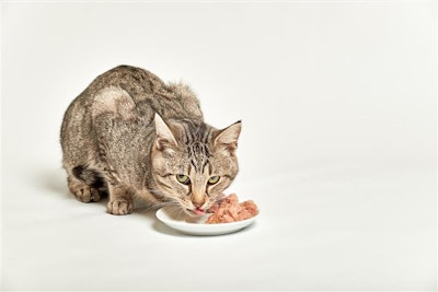Wet food currently accounts for 13% of the total pet food volume in Mexico. It holds significant potential for companies willing to innovate and redefine its role as more than just an occasional treat.
