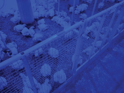 Chickens tend to be calmer under blue light and, historically, people have believed that it has to do with a reduced ability to see.