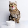 Cat Eating