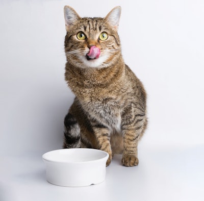 Cat Eating