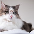 The Pet Food Institute (PFI) reiterates its support of the PURR Act, federal legislation that would modernize and streamline how pet food is regulated.