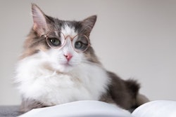The Pet Food Institute (PFI) reiterates its support of the PURR Act, federal legislation that would modernize and streamline how pet food is regulated.