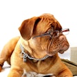 Royal Canin is launching a user-centric version of the Royal Canin Academy at the Veterinary Meeting & Expo (VMX) 2025.