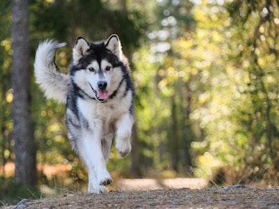 In 2024, Alinatur's premium pet food brand, Bravery, launched in Mexico through a strategic partnership with Petco.