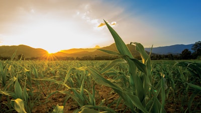 Field Sunrise
