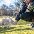 The Human Animal Bond Research Institute awards grant to the University of Liverpool to research the impact of adopting small animals on pet owner wellbeing.