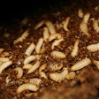 Black solider fly larvae.