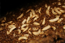 Black solider fly larvae.