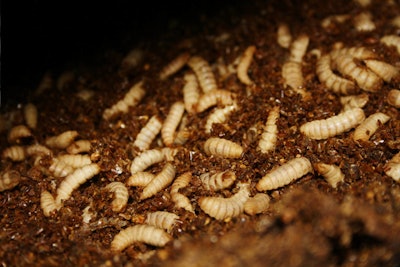 Black solider fly larvae.