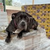 The donation from Wellness Pet was made to support shelters caring for pets affected by the fires.
