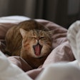 The Washington Animal Disease Diagnostic Laboratory reported the positive results of both cats with HPAI on February 24.