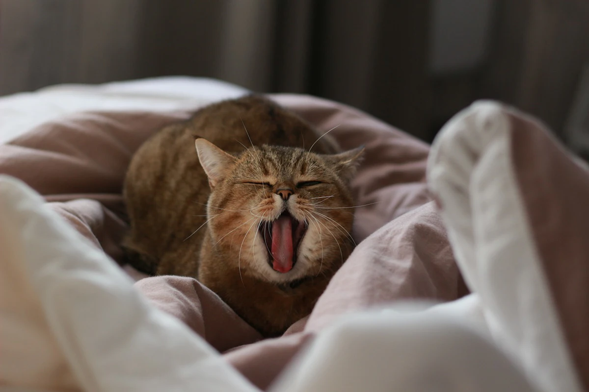 Raw pet food linked to more avian influenza in cats in Washington, California Raw pet food linked to more avian influenza in cats in Washington, California