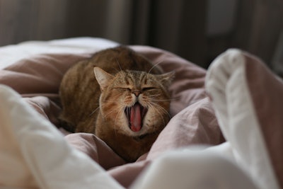 The Washington Animal Disease Diagnostic Laboratory reported the positive results of both cats with HPAI on February 24.