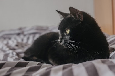 Northwest Naturals has terminated its voluntary recall of its Feline Turkey Recipe after an FDA audit found no evidence of H5N1 contamination.