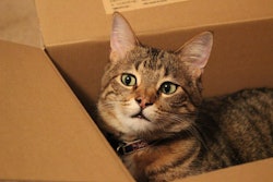 striped cat in box