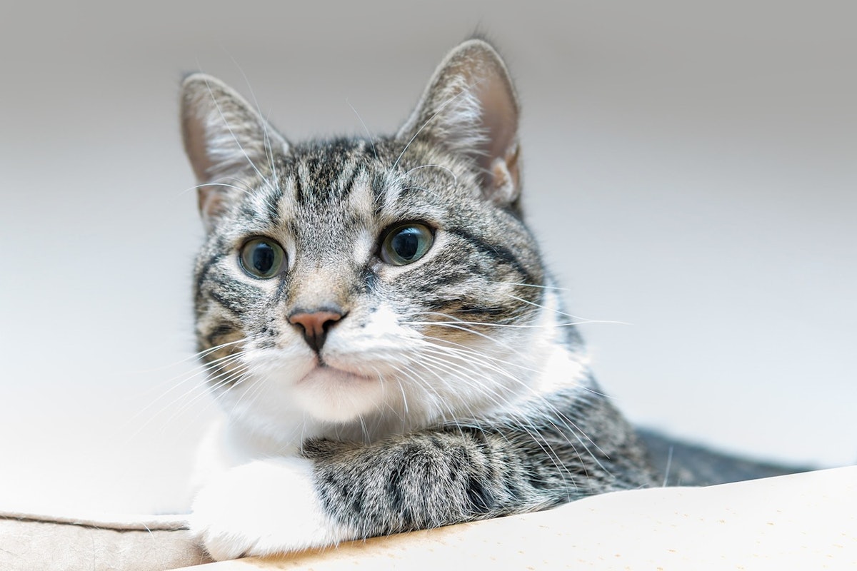 ADM study: New supplement improves cat digestive health