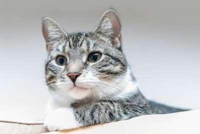 ADM's research results showed that supplemented cats experienced significant improvements in serum lipopolysaccharide (LPS) levels, indicating reduced intestinal permeability.