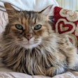 The pet health nutrition brand said its support provided meals for nearly one million pets in need across North America.