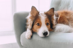 Collie Sofa