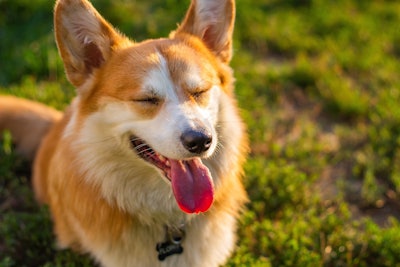 The grant will help create the 2025 'Sustainability in the Pet Industry Report,' which will provide data on consumer trends, retailer behavior, and key sustainability issues.