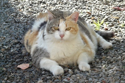 Pet food for weight management must balance low calories with essential nutrients, taste, and shelf stability — a task the can be complicated by outdated regulatory standards and calorie calculations designed for active, non-obese pets.