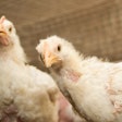 Young Broiler Chickens Closeup