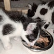 Andrea Gantz Kittens Eating Cat Food Growth