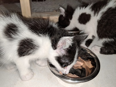 Andrea Gantz Kittens Eating Cat Food Growth